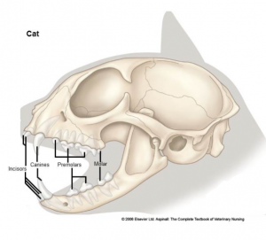 teeth-structure-of-cats.png